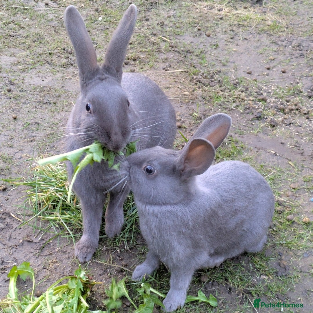 English Spot rabbits for sale: Male Grey Rabbit. Neutered - Advert 2