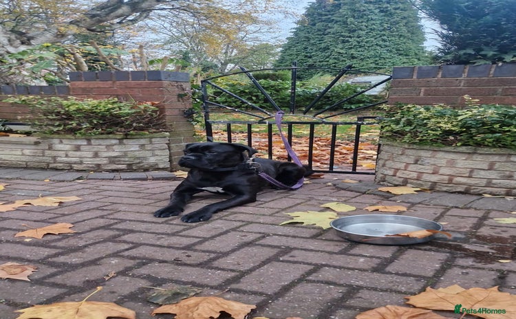 Cane Corso dogs - Advert 1