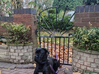 Cane Corso dogs - Advert 1