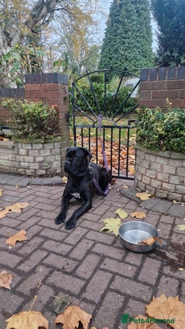 Cane Corso dogs - Advert 1