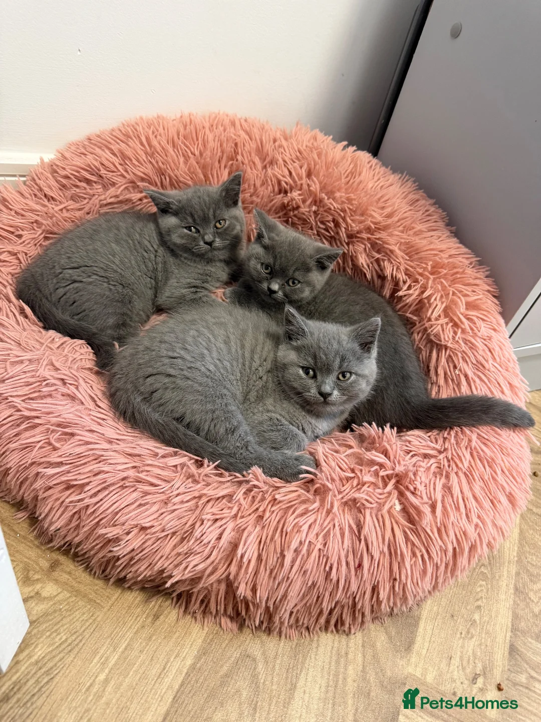 British Shorthair cats for sale: 3 male British Shorthairs - Advert 2