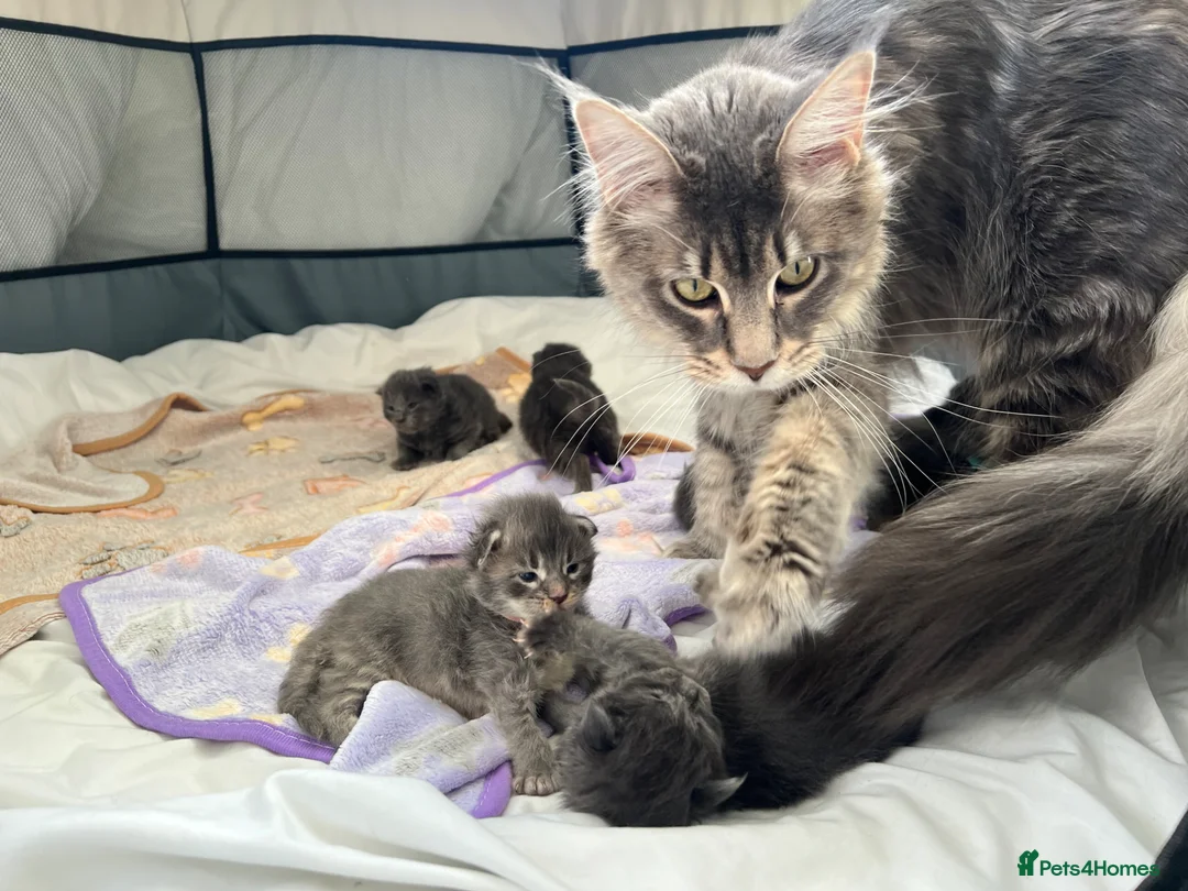Maine Coon cats for sale: World Champion lineage TICA kittens - Advert 13