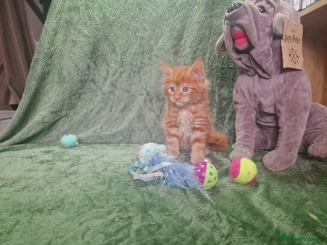 Maine Coon cats for sale: Planned summer babies looking for forever homes - Image 11