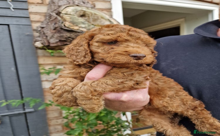 Cockapoo dogs - Advert 8