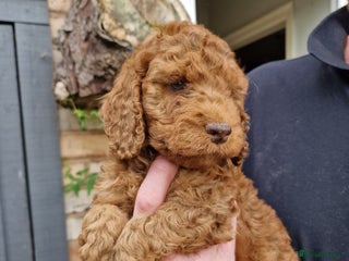 Cockapoo dogs - Advert 17