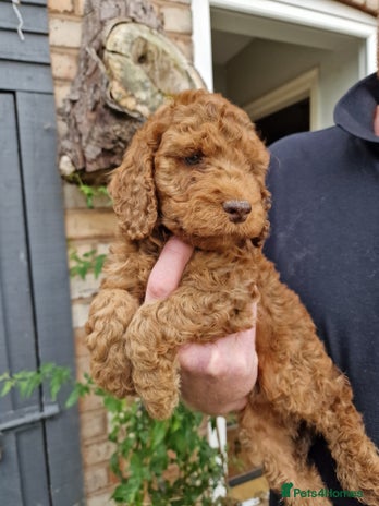 Cockapoo dogs - Advert 5