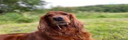Irish Setter dogs for sale: Irish Setter Puppies in Galashiels - Advert 22