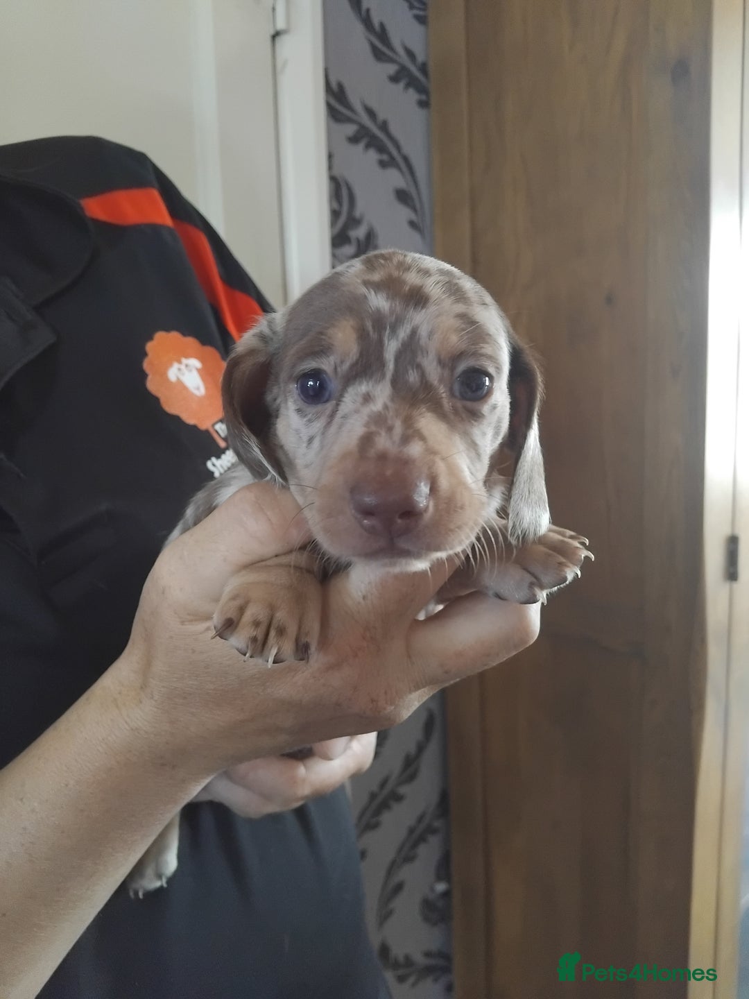 Miniature Dachshund dogs for sale: Miniature dashchund  - Image 4