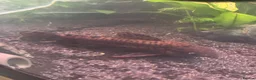 Other/Mixed Breed fish for sale: Fish for rehoming  - Advert 4