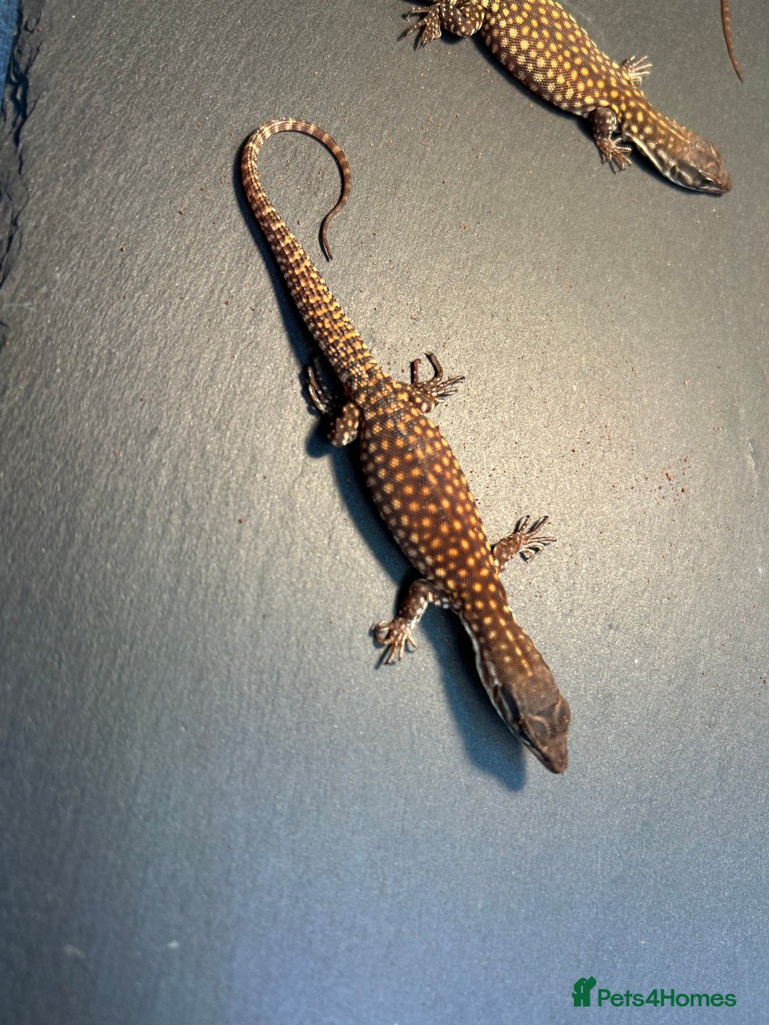 Monitor reptiles for sale: 🦎 Pure Red Ackie Monitors - Image 4