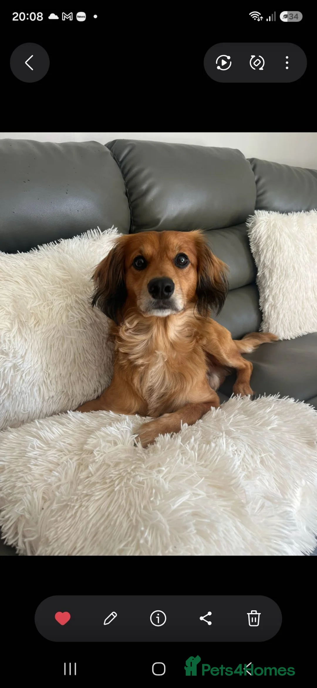 Cocker Spaniel dogs for sale: 1 year old male spaniel dog  in Corby - Advert 4