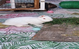 Mixed Breed rabbits for sale: 4 rabbits and a full set up for sale  - Image 3