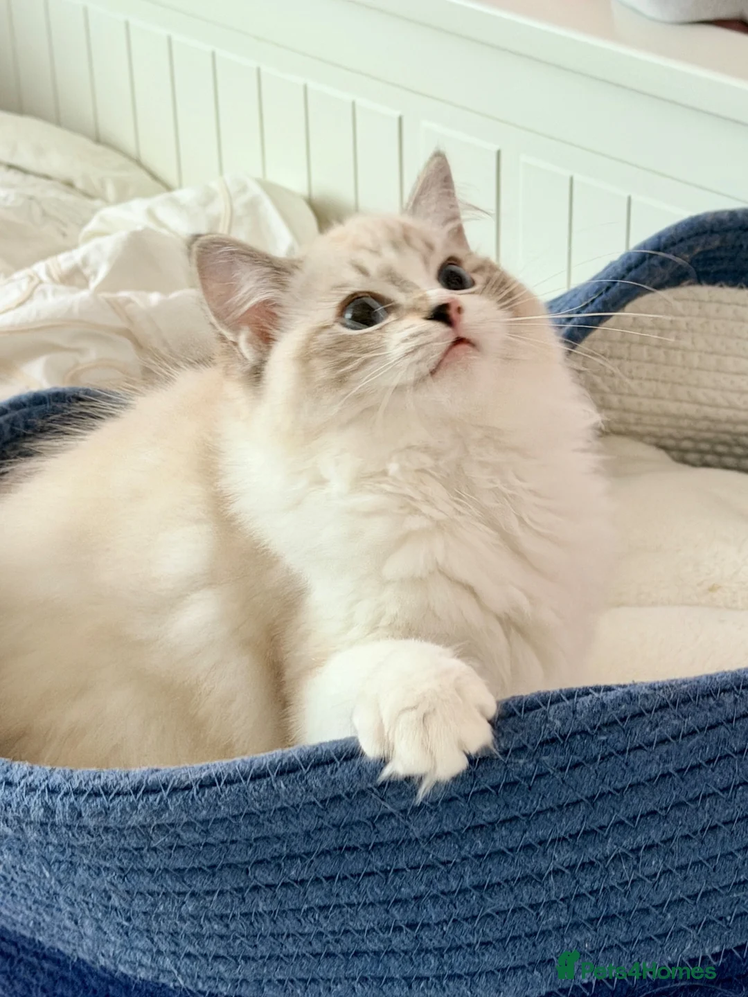 Ragdoll cats for sale: 💠🐈 TICA REG 🌟 EUROPEAN RAGDOLL KITTENS 🐈💠 - Advert 18