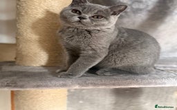 British Shorthair cats for sale: BSH READY TO GO! TICA REGISTERED 1 BOY LEFT in Gloucester - Image 14