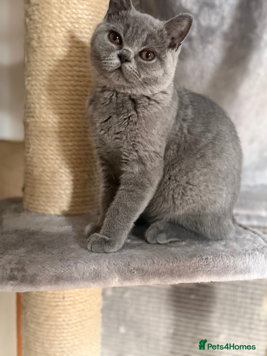 British Shorthair cats for sale: BSH READY TO GO! TICA REGISTERED 1 BOY LEFT in Gloucester - Image 14