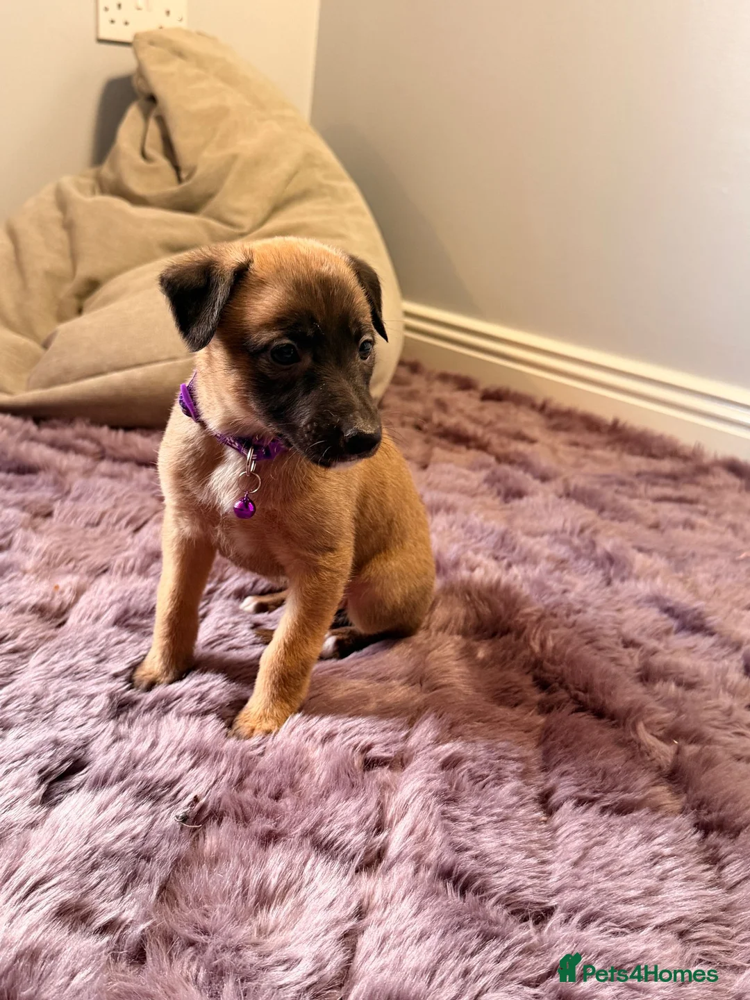 Mixed Breed dogs for sale: All Girls Greyhound/Whippet/Lurcher Cross Puppies! - Advert 12