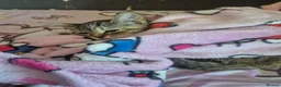 Bengal cats for sale: Miss Quinni and princess - Advert 7