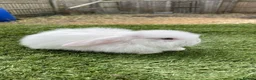 Continental Giant rabbits for sale: Purebred mini lops - Advert 8