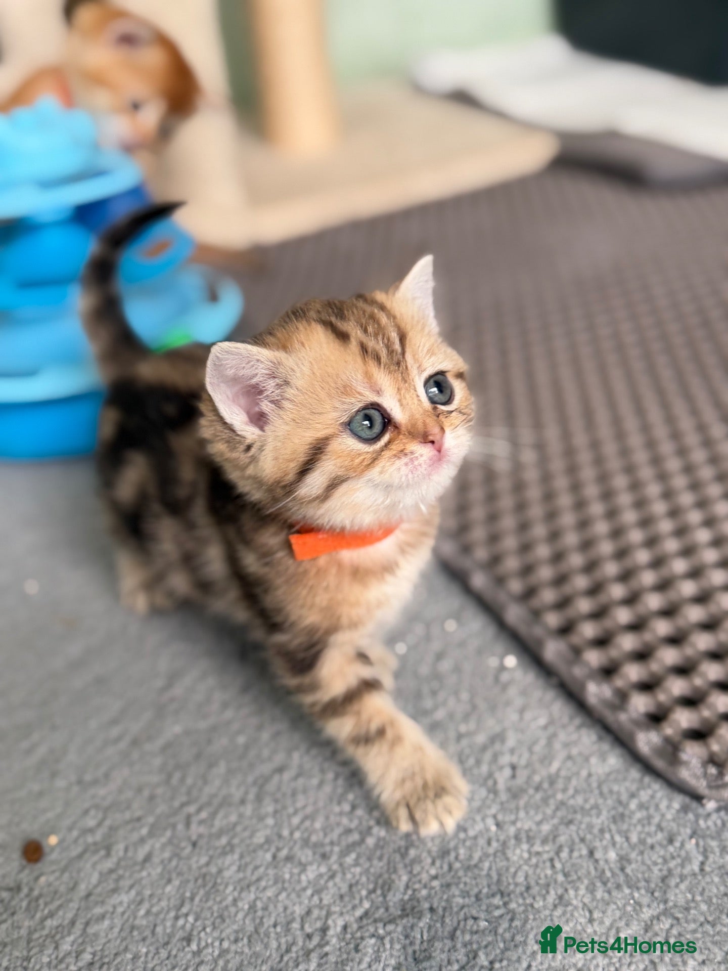 British Shorthair cats British sh/longhair golden marble kittens - Advert 1
