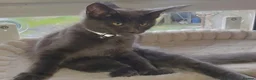 Maine Coon cats for sale: Tica pedigree Maine Coon Parents dna screened. - Advert 3