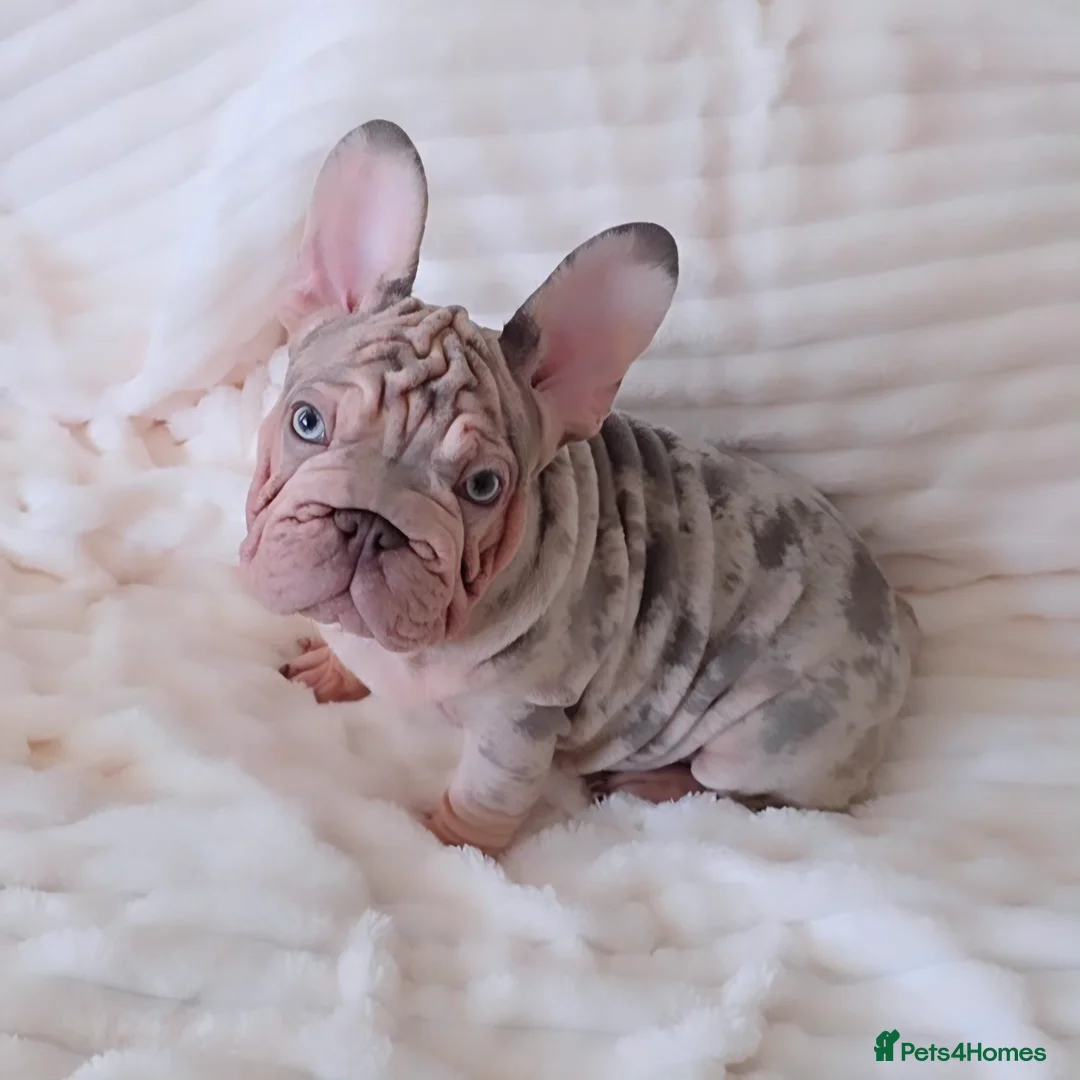 French Bulldog dogs for sale: 💯 READY TO LEAVE 💥 2 BOYS AVAILABLE 💯 - Advert 1