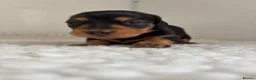 Miniature Dachshund dogs for sale: Ready KC Long-Haired Miniature Dachshund puppies  - Advert 20