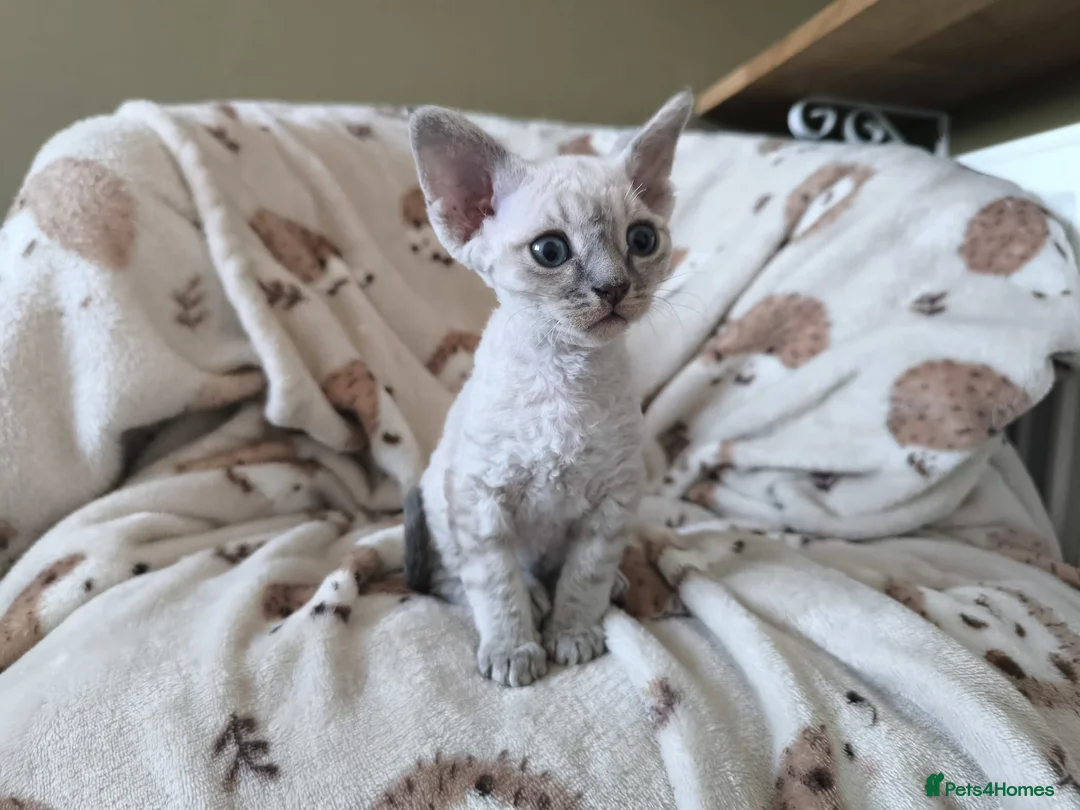 Devon Rex cats for sale: Devon Rex kittens pointed💙blue eyes💙 - Advert 2