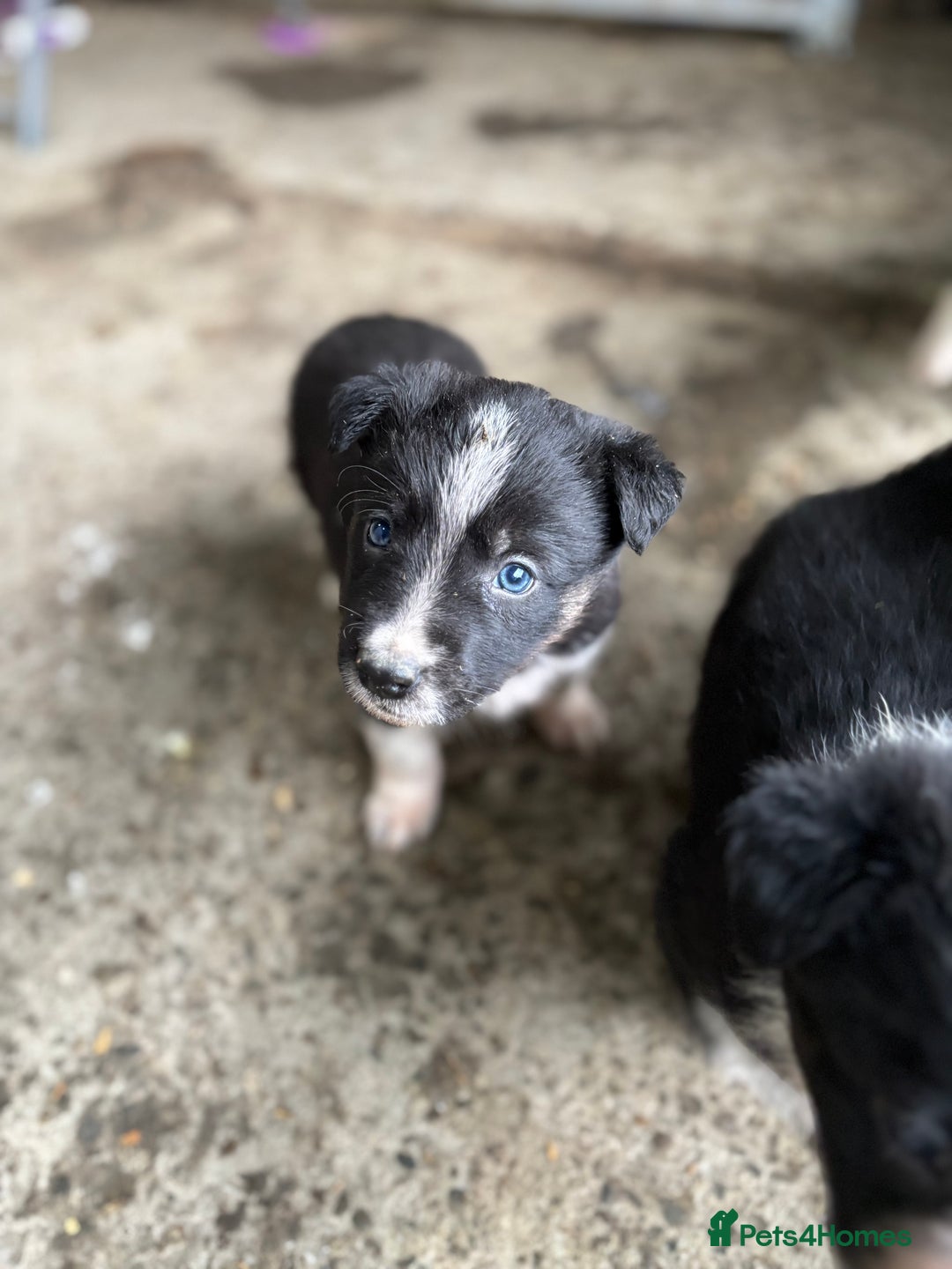 Border Collie dogs for sale: Collie puppies - Advert 4