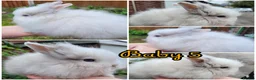 Lionhead rabbits for sale: Pure double lionheads READY NOW  - Advert 6