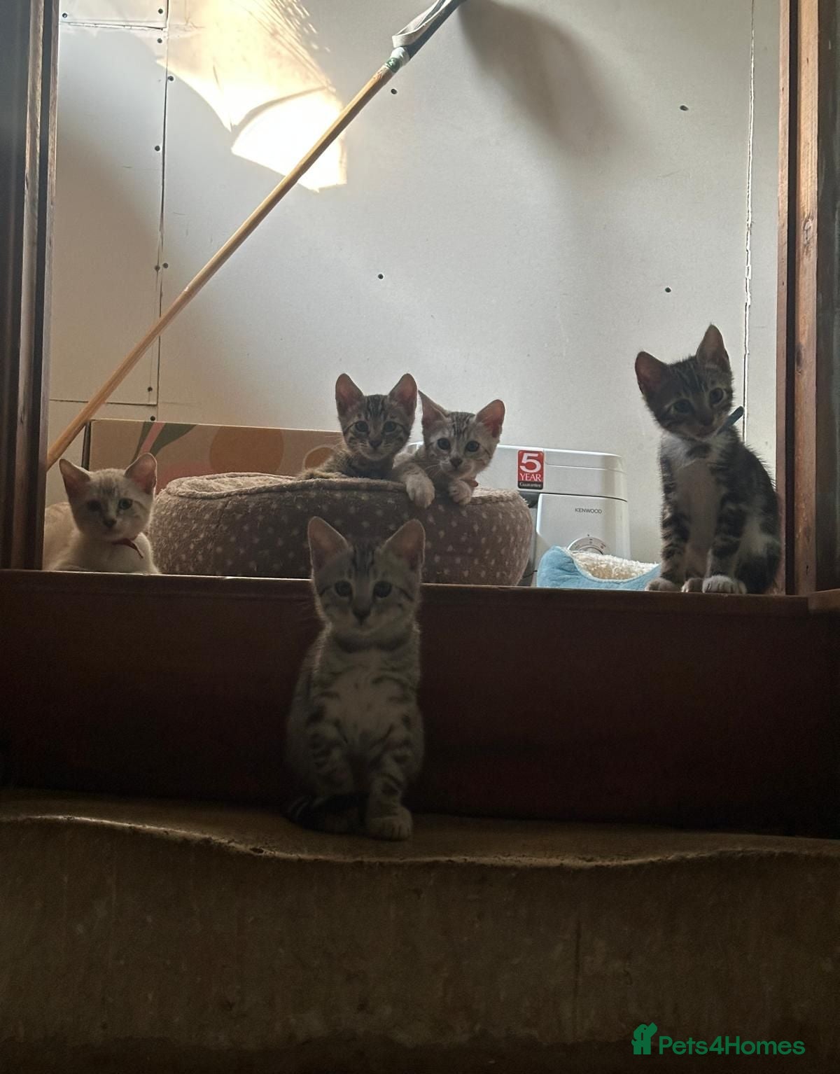 Bengal cats  Silver, Snow & brown Spotted Bengal Kittens - Advert 2