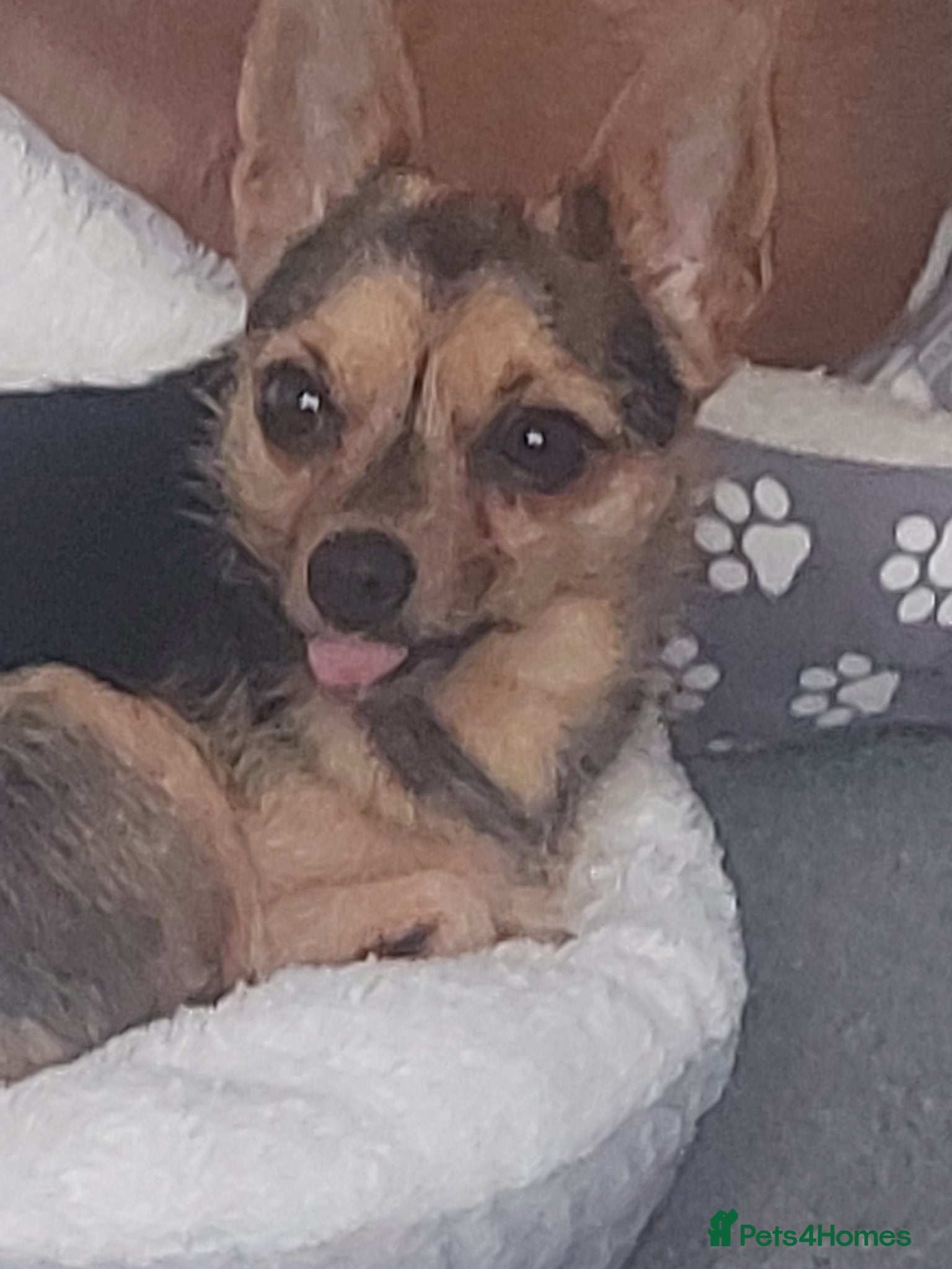 Jack Chi dogs Stunning pups  - Advert 1