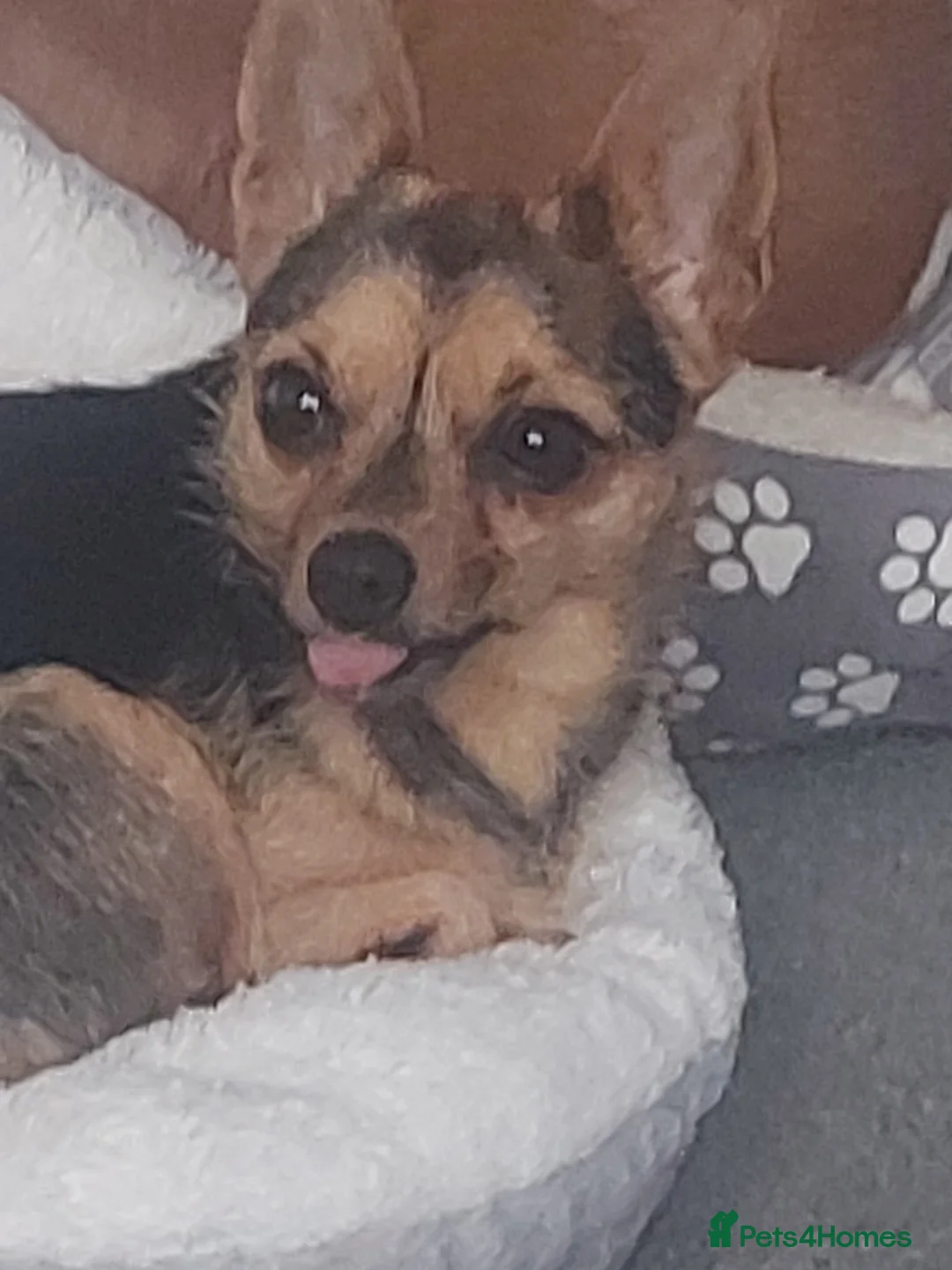 Jack Chi dogs for sale: Stunning pups  in Ebbw Vale - Advert 1