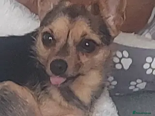 Jack Chi dogs Stunning pups - Advert 1