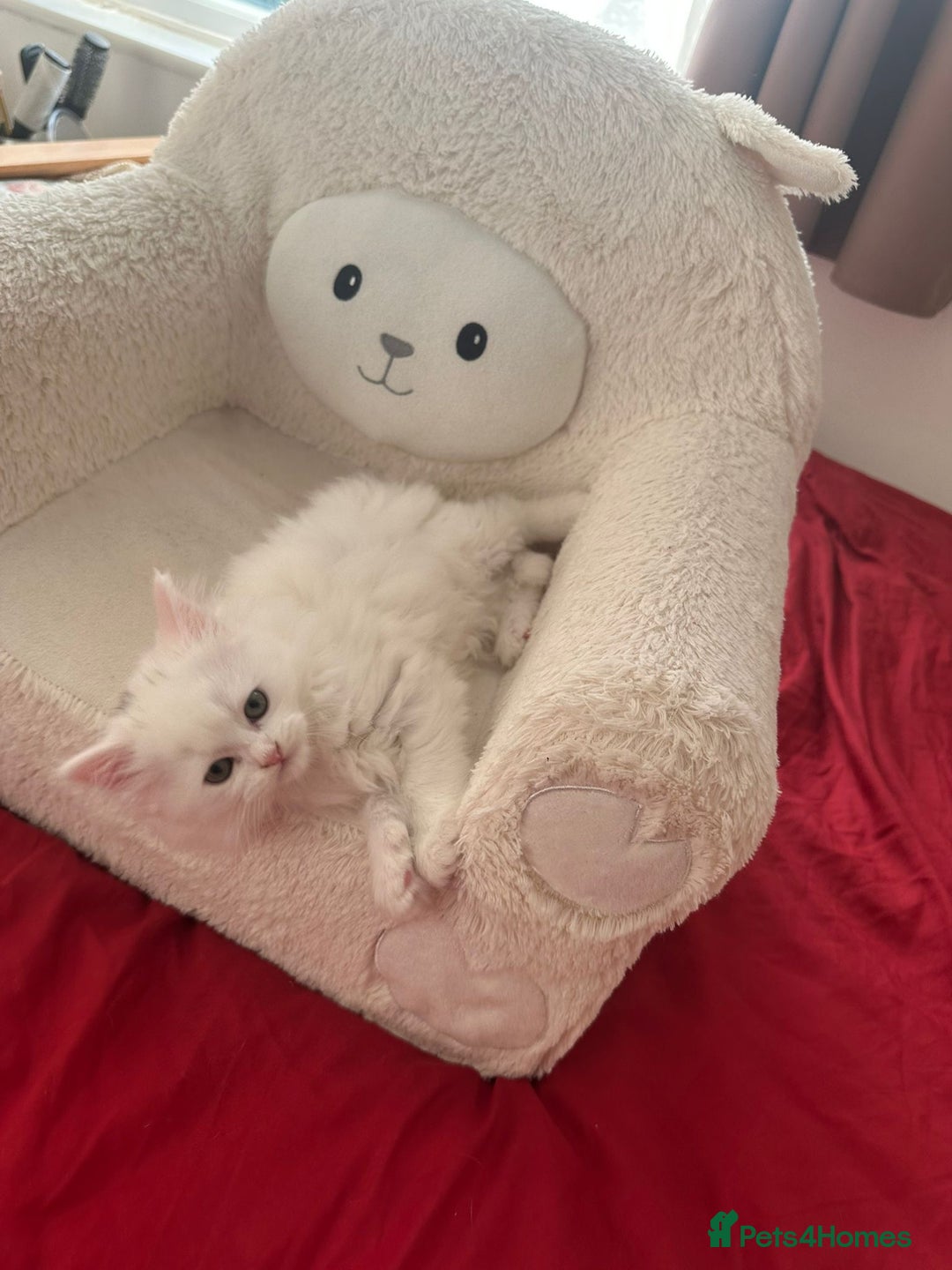 Mixed Breed cats for sale: 4 beautiful kitten - Image 29