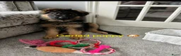 German Shepherd dogs for stud: Stunning GSD KC Reg, Health tested Stud in Coalville - Advert 12