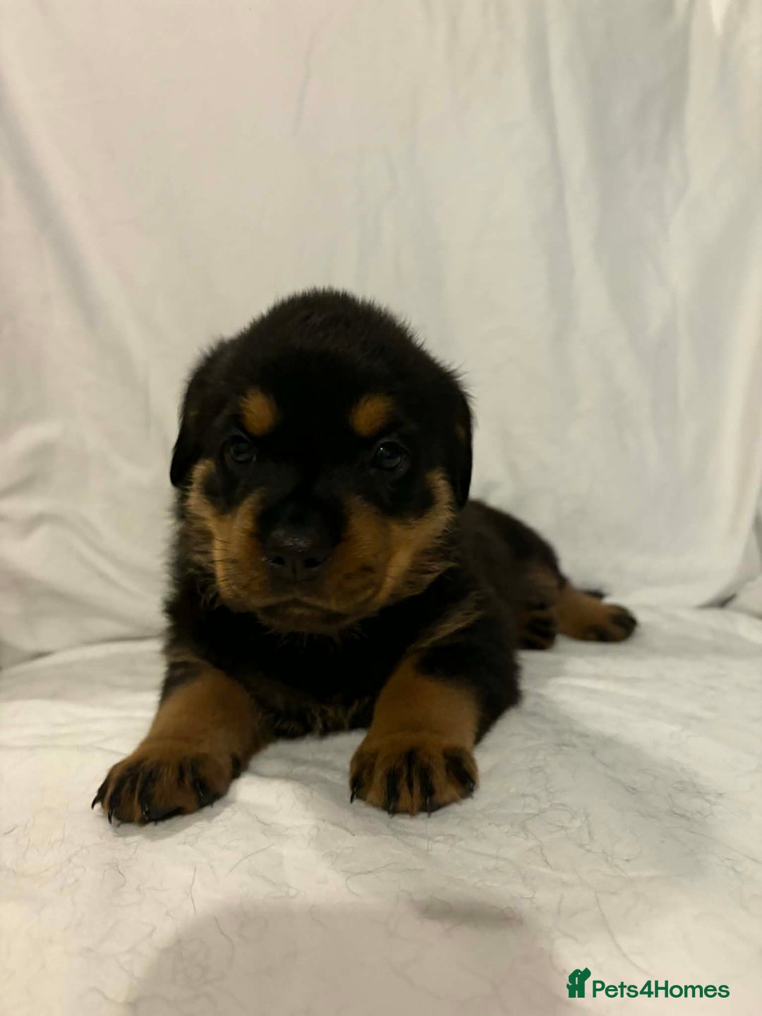 Rottweiler dogs for sale: Stunning Rottweiler puppies - Advert 15