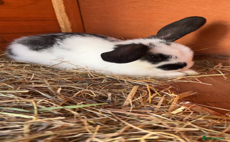 Mixed Breed rabbits - Advert 6