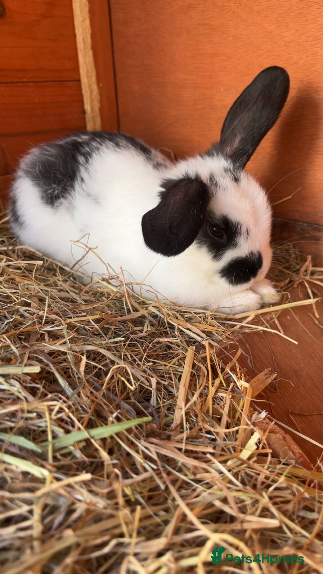 Mixed Breed rabbits for sale: 4 baby rabbits  - Image 1