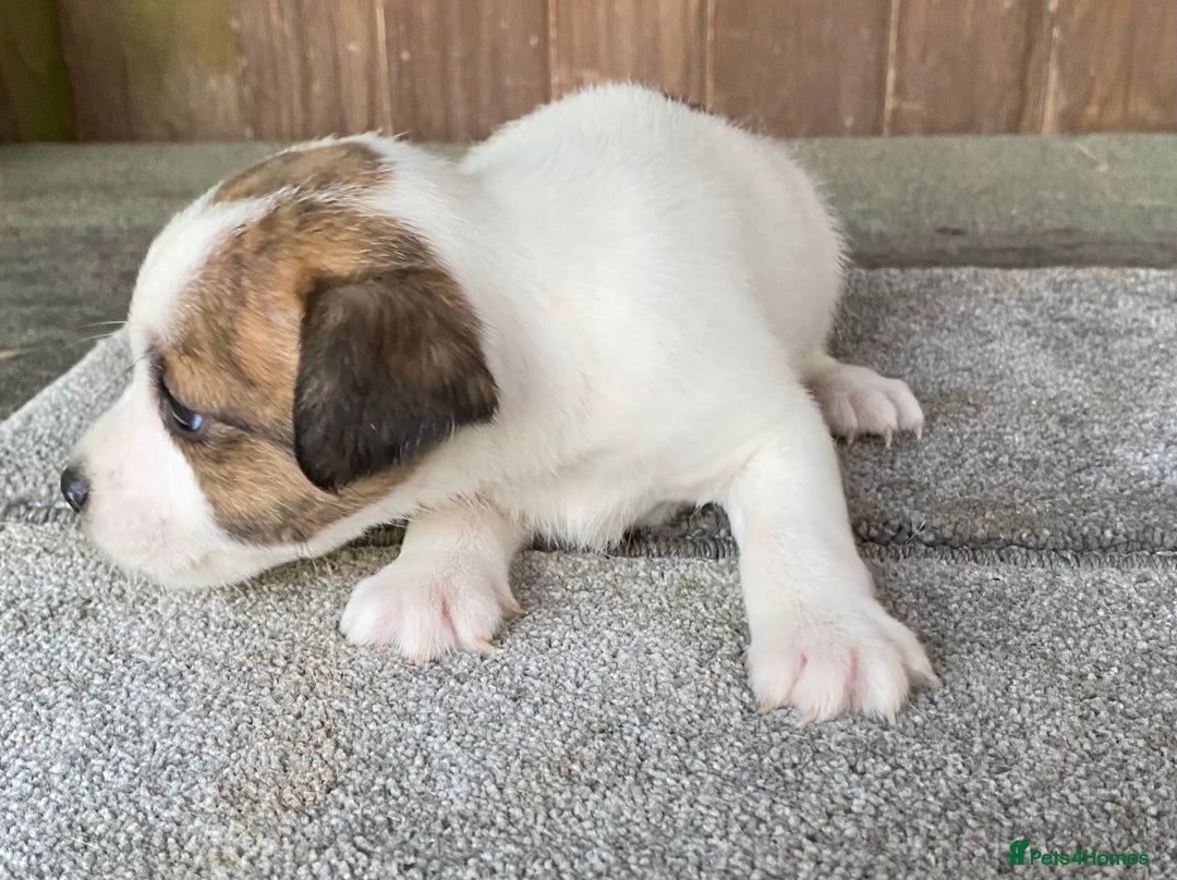 Jack Russell dogs for sale:  **  JACK RUSSELL PUPPIES - READY TO GO - Advert 25