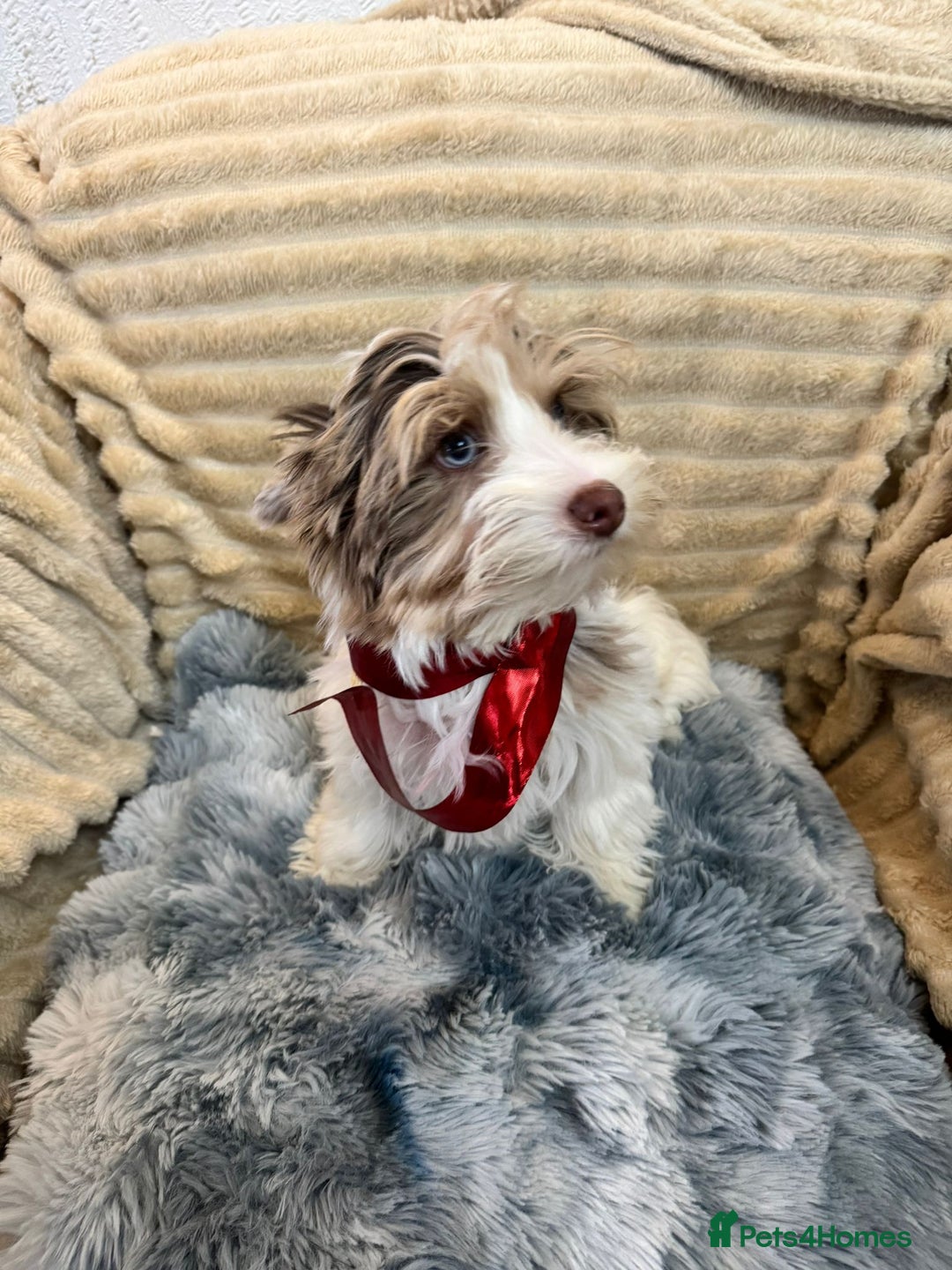 Yorkshire Terrier dogs for sale: Yorkshire Terrier – Merle / Chocolate puppies**    - Advert 30