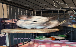 Chinchilla rodents for sale: Two gorgeous boys - Image 3