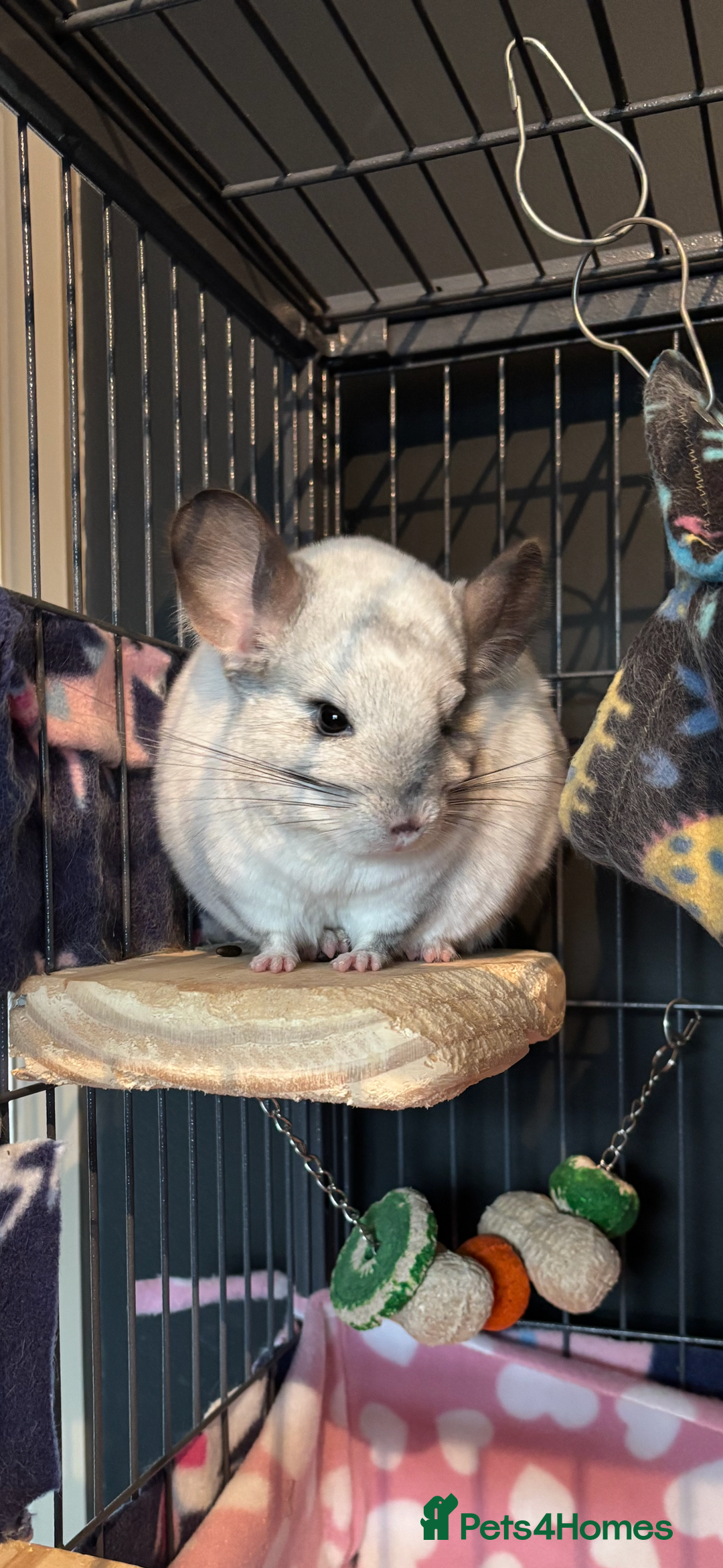 Chinchilla rodents for sale: Two gorgeous boys - Image 3