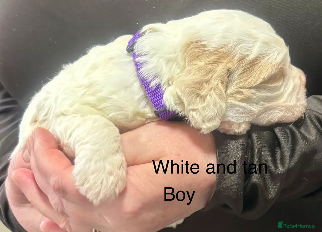 Cockapoo dogs for sale: Cockerpoo puppies  - Advert 20