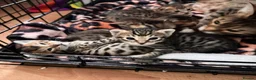 Savannah cats for sale: Gorgeous Spotty Savannah Babies - 2 Girls Left  - Advert 3