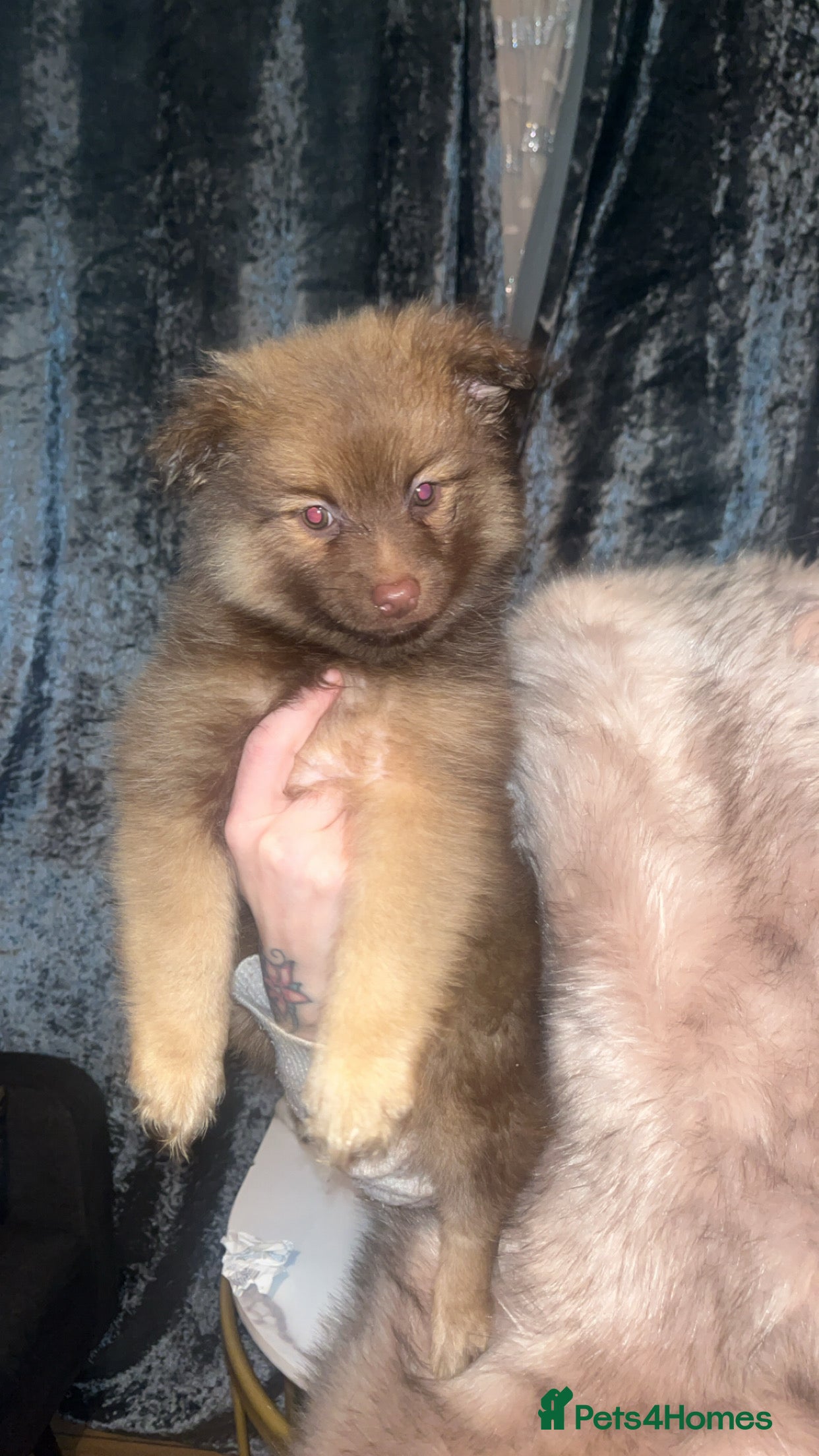 Pomchi dogs Pomeranian x pomchi puppys - Advert 14