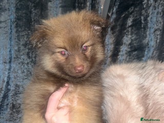 Pomchi dogs Pomeranian x pomchi puppys - Advert 14