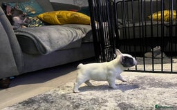 French Bulldog dogs for sale: Fluffy French Bulldogs  - Image 37