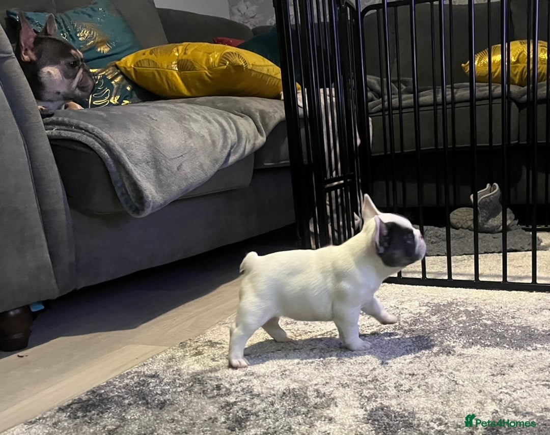 French Bulldog dogs for sale: Fluffy French Bulldogs  - Image 37