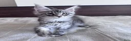 Maine Coon cats for sale: Maine Coon active kittens - Advert 17