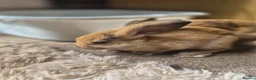 Mini Lop rabbits for sale: 🐰5 Beautiful Baby Rabbits for Loving Homes 🐰 - Advert 7